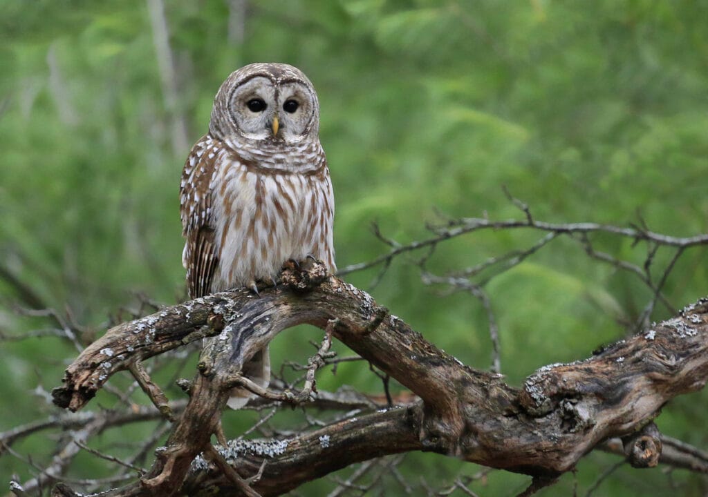 Barred Owl standing on a tree branch with green background