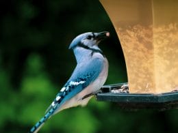 best bird feeders for blue jays