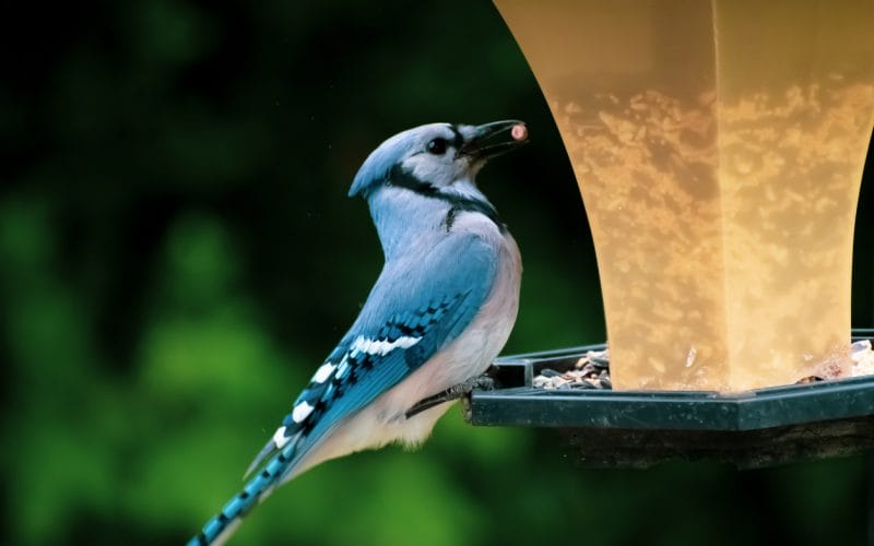 best bird feeders for blue jays