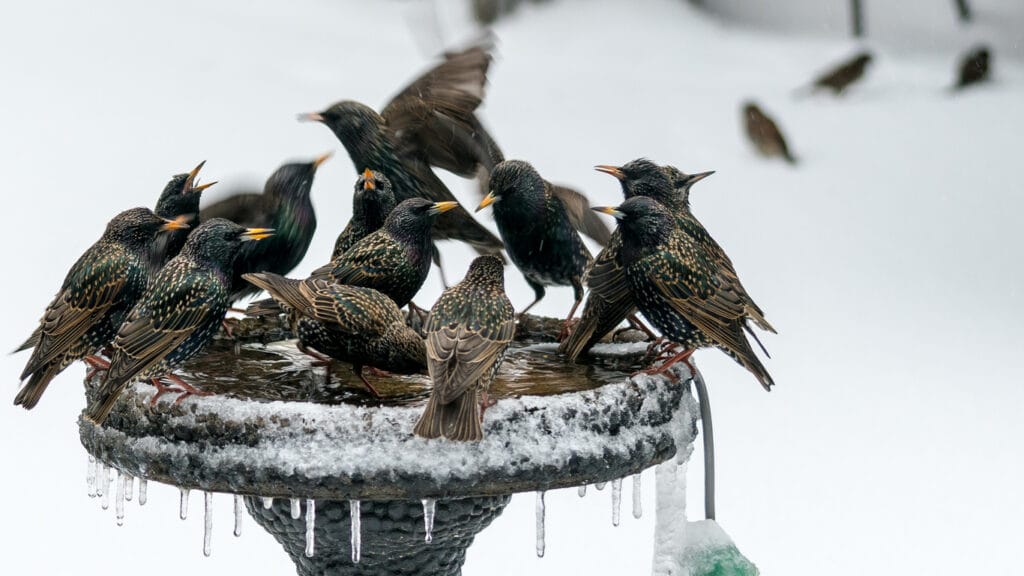 birds enjoying a bird bath in winter