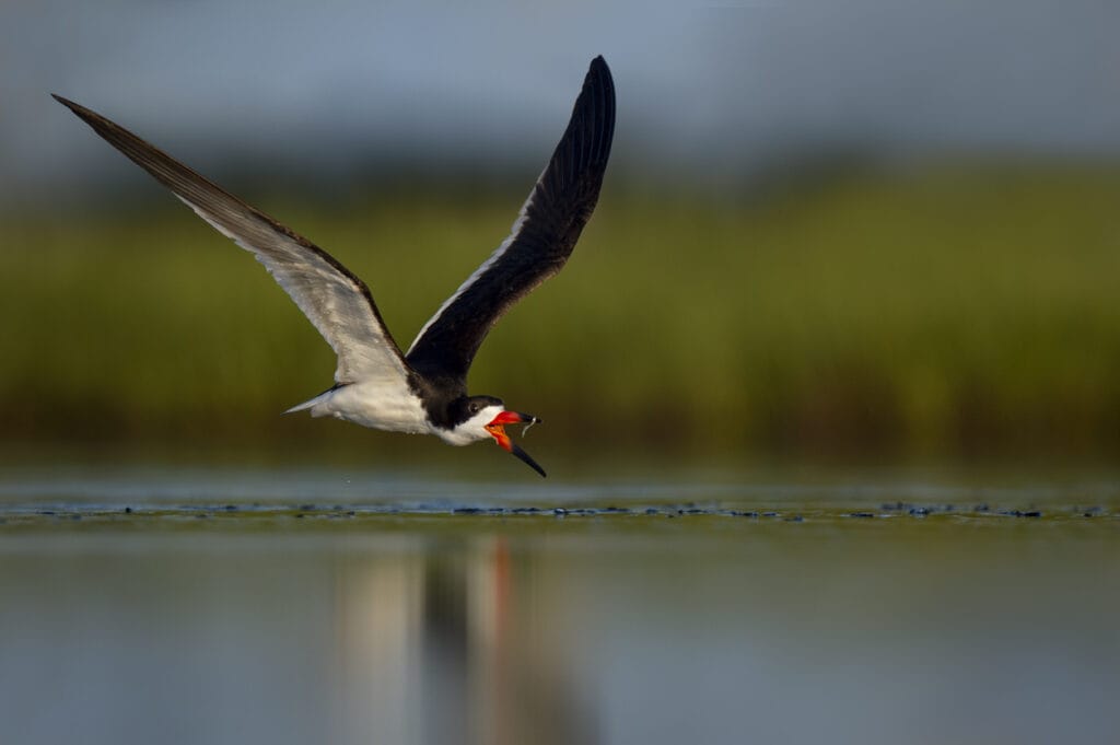 Black Skimmer