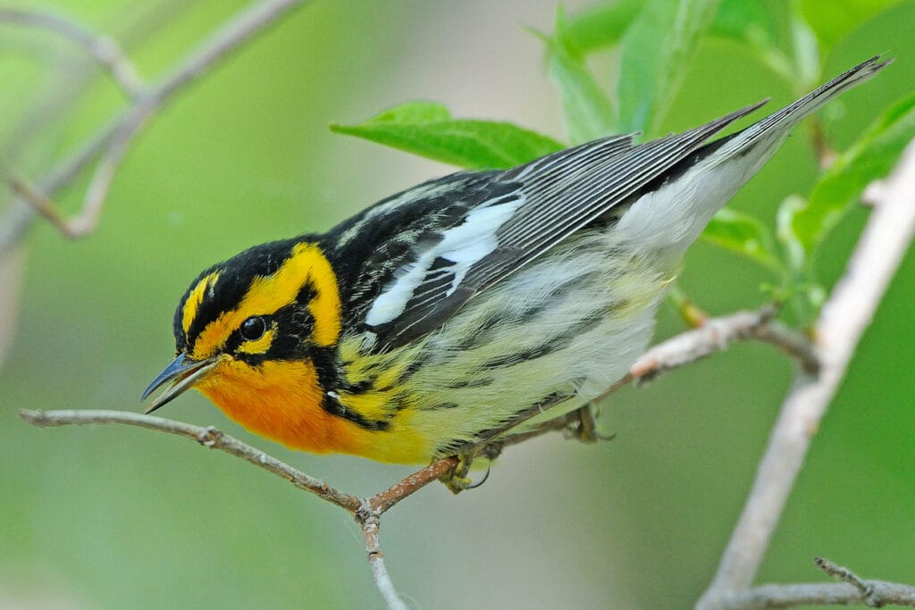 blackburnian warbler