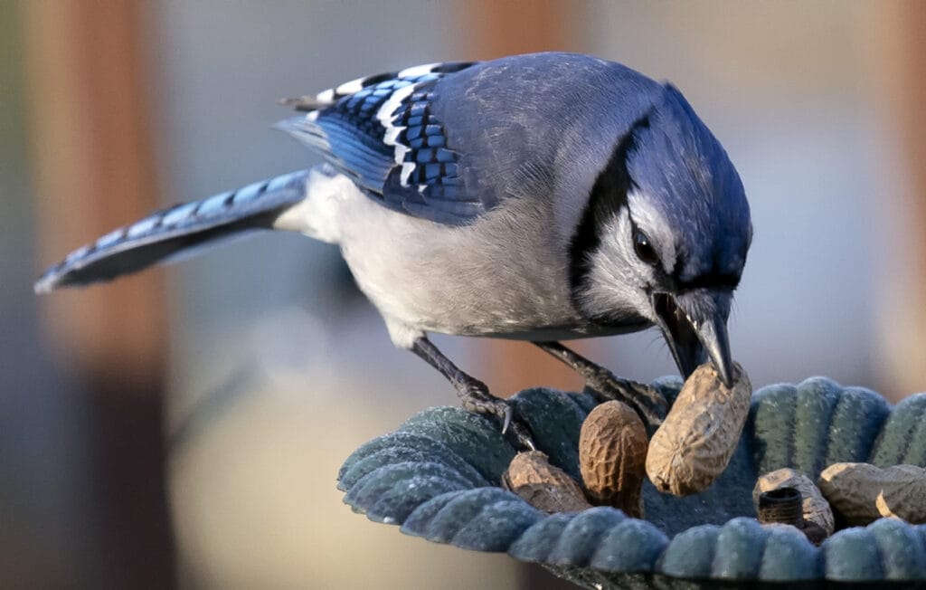 Blue jay feeding