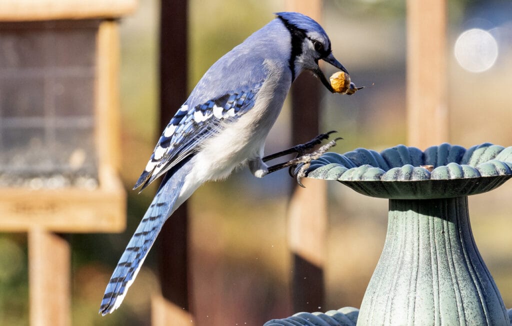 blue jay eating seed
