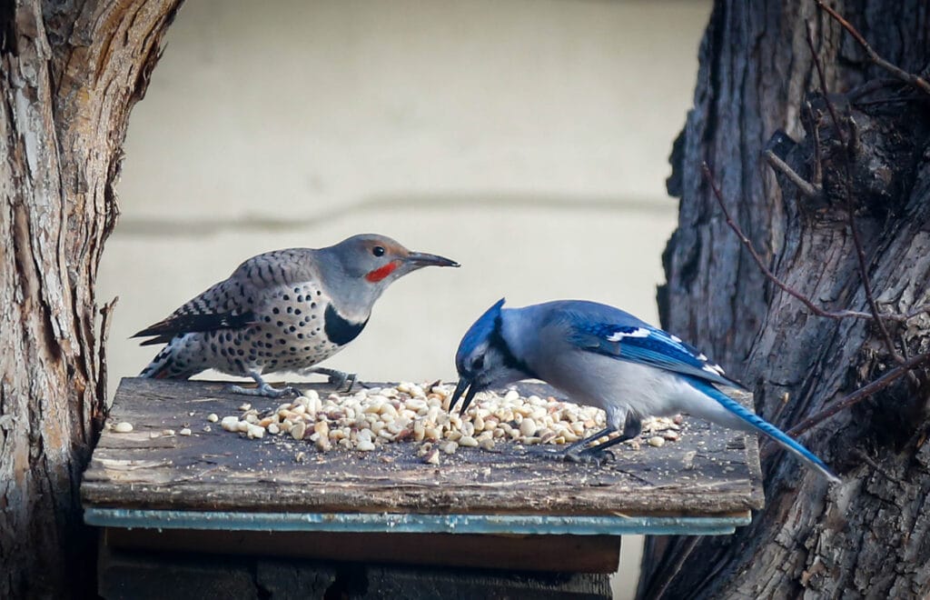 blue jay feeding on feeder