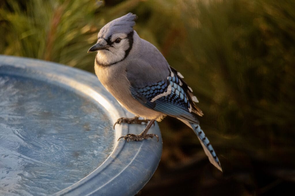 blue jay on a frozen bird bath