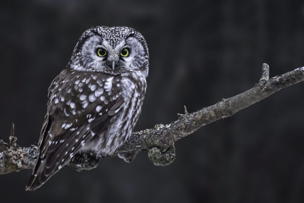 boreal owl hunting