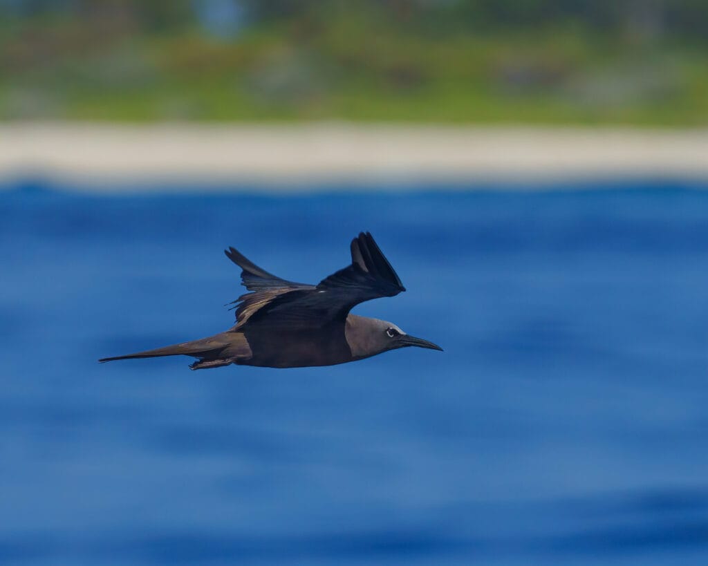 brown noddy flying