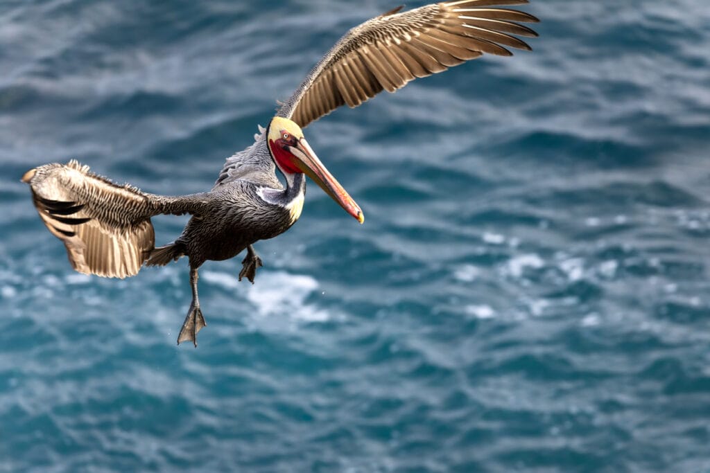 brown pelican flying