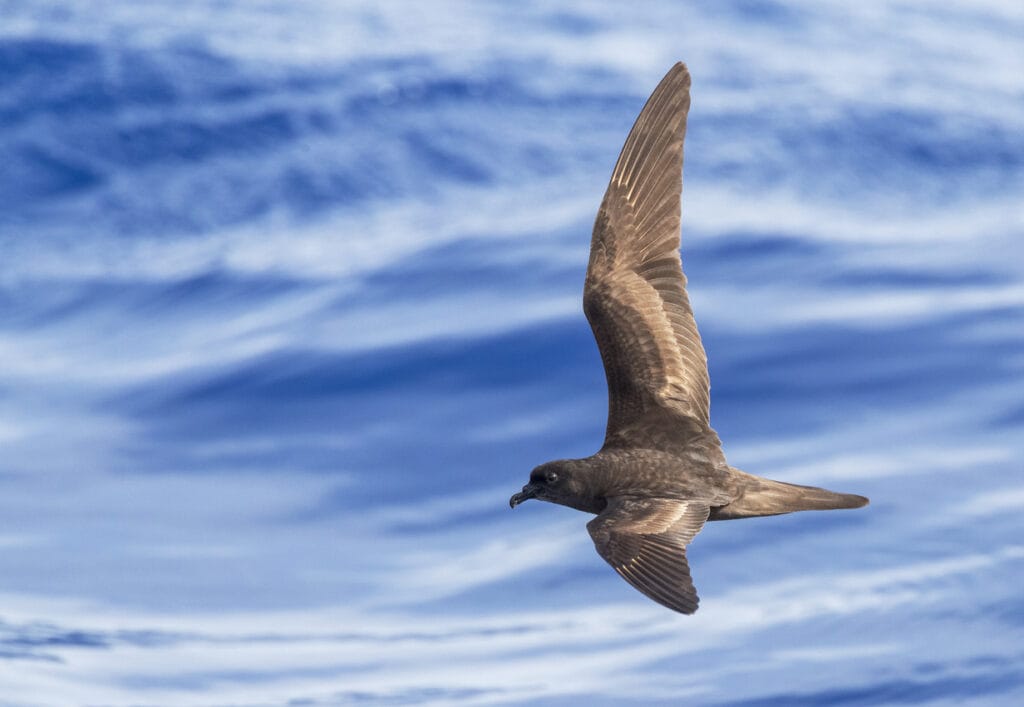 bulwers petrel flying