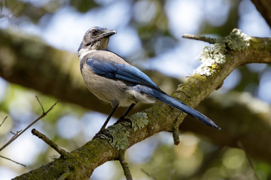 california scrub jay in a tree