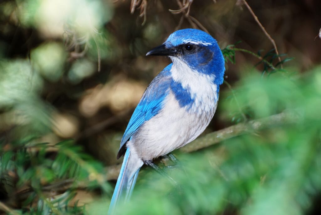 california scrub jay perched