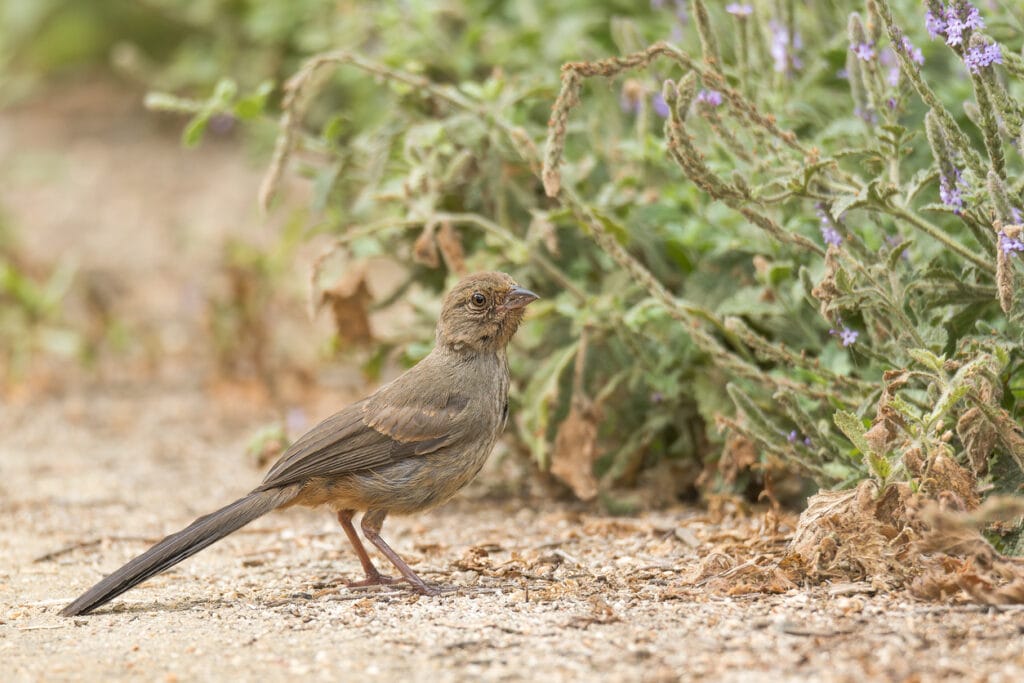 california towhee