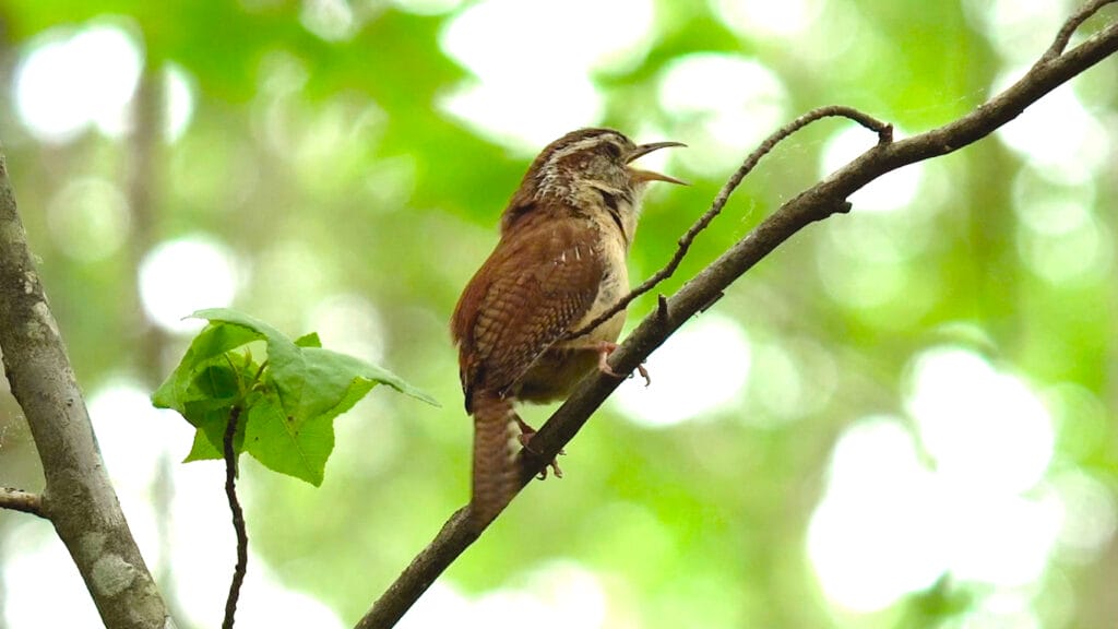 carolina wren