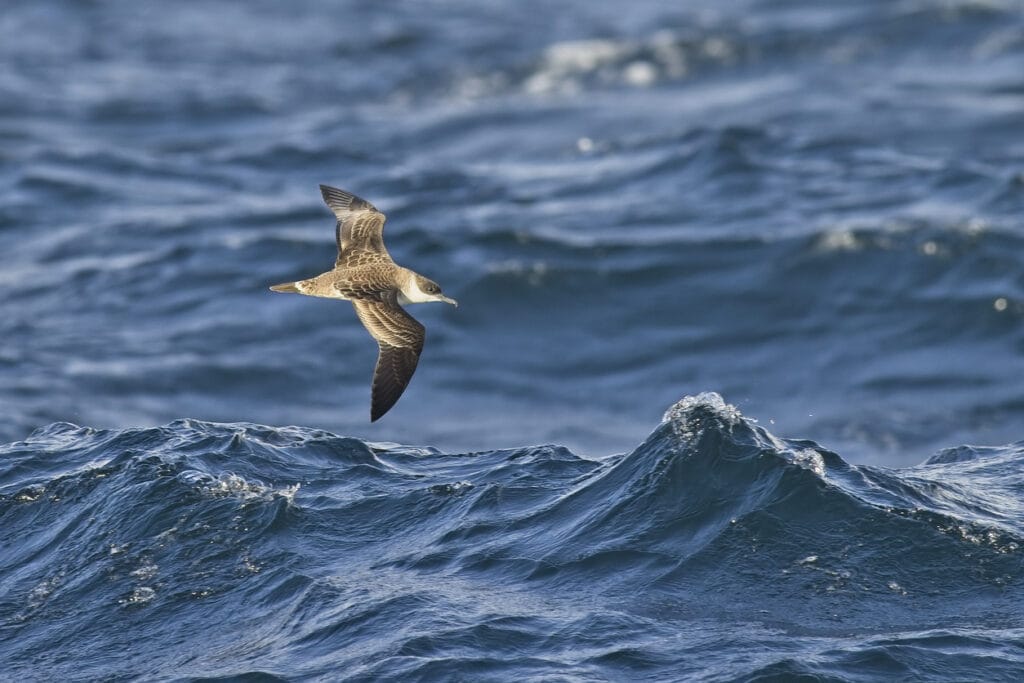 christmas shearwater