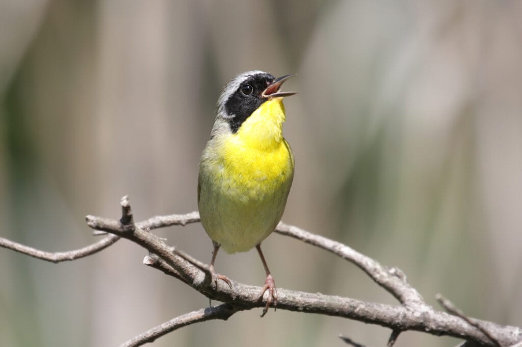 common yellowthroat singing