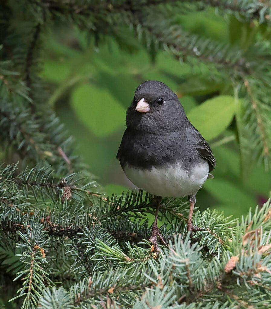 dark eyed junco in pine tree