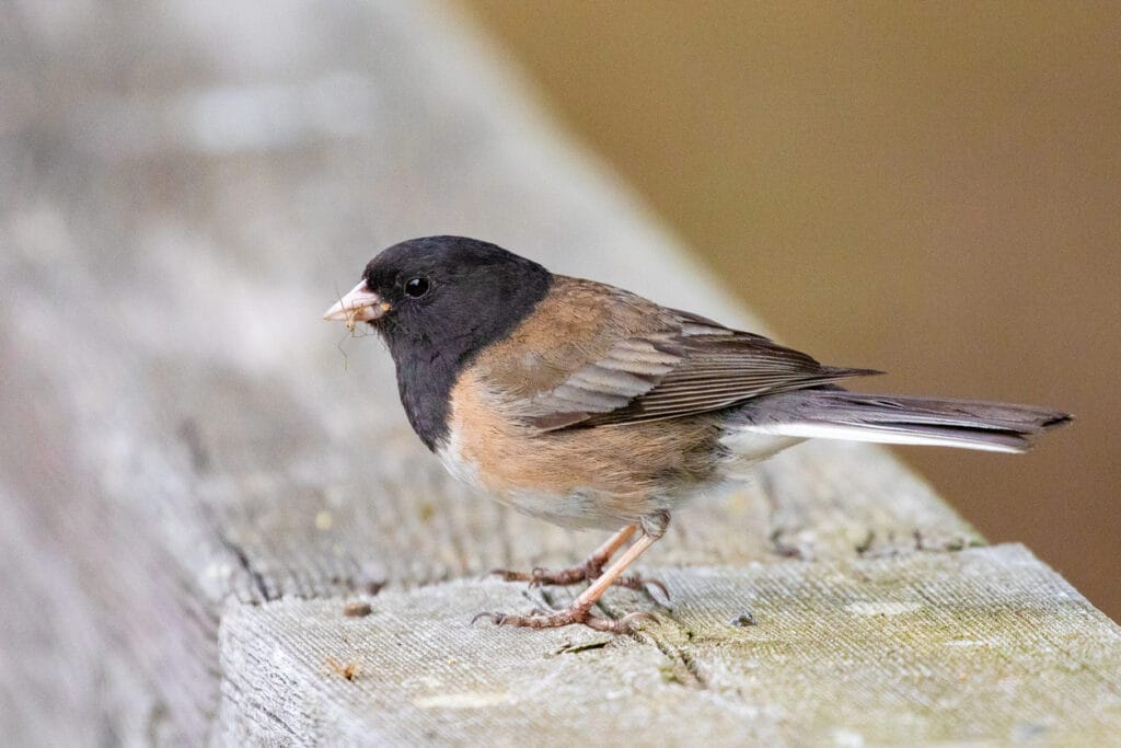 Dark-Eyed Junco 