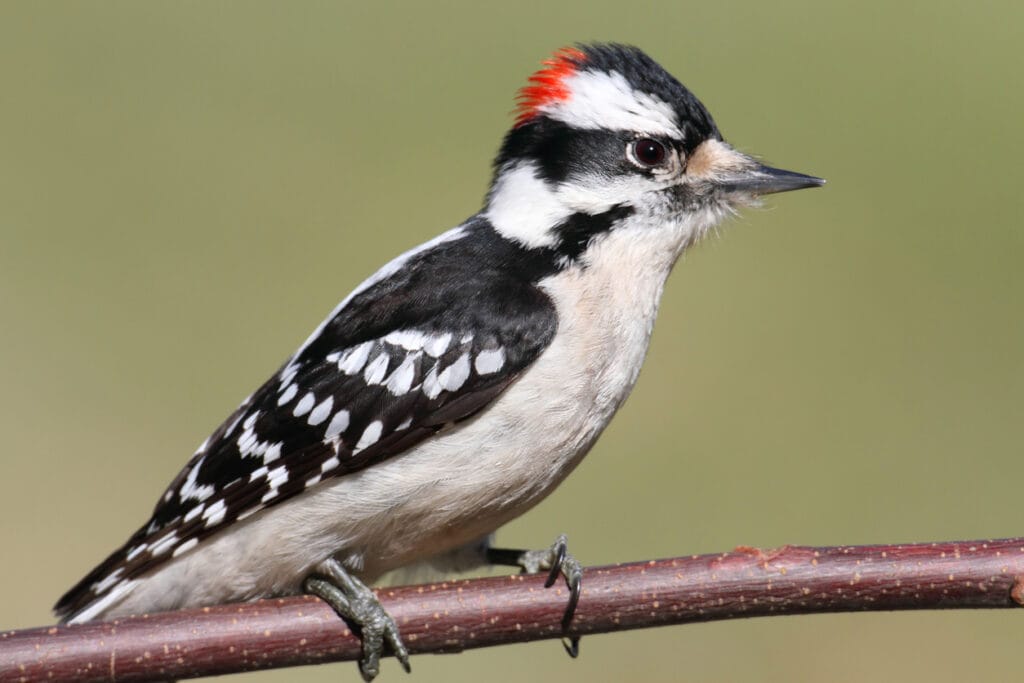 downy woodpecker close up