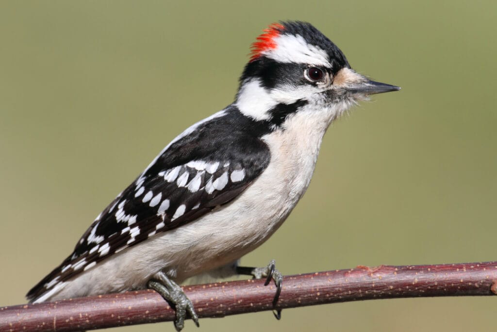 Male Downy Woodpecker