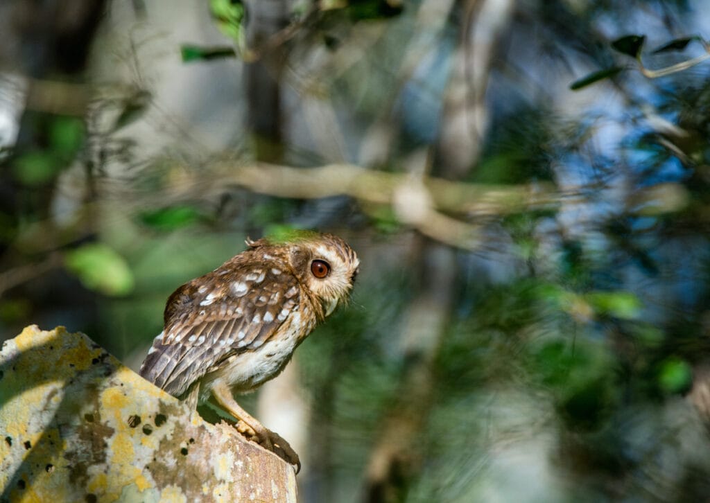 eastern screech owl on log