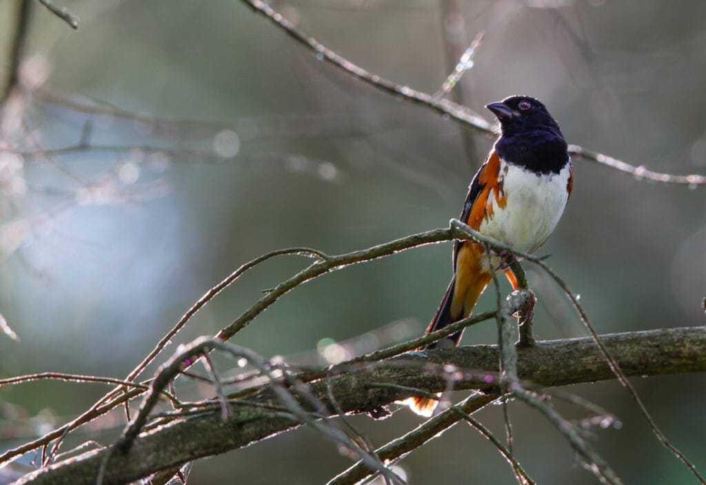 Male Eastern Towhee Close-up Artistically Composed