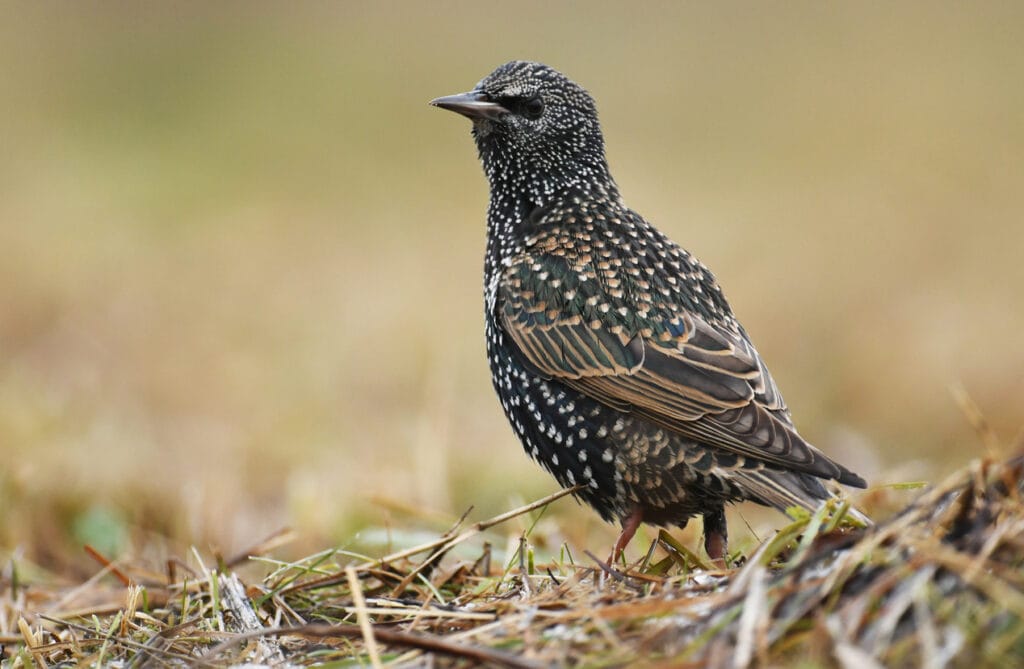 european starling in field