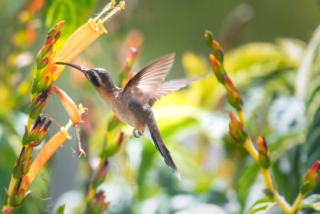 hummingbird feeding