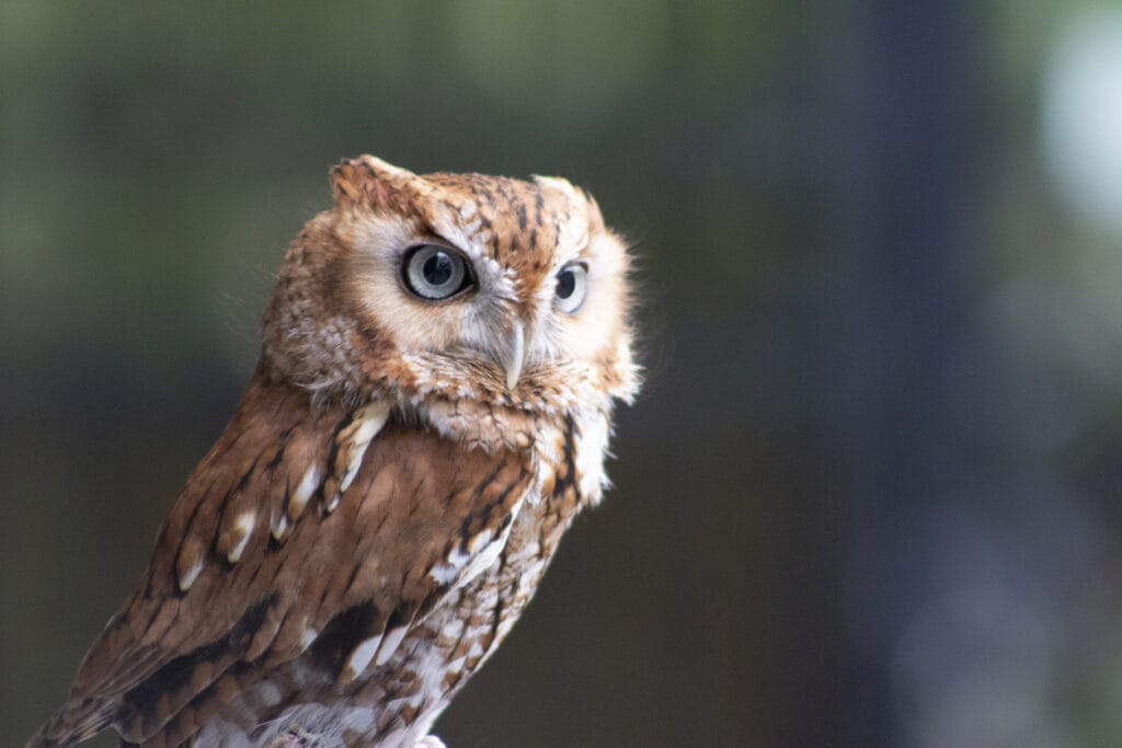 eastern screech owl