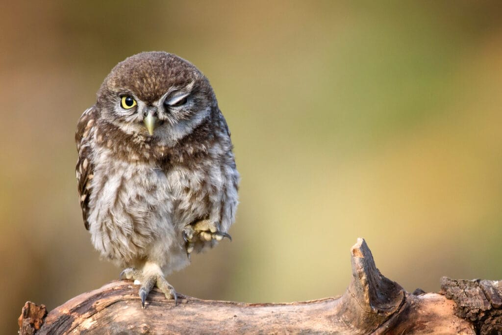 flammulated owl perched