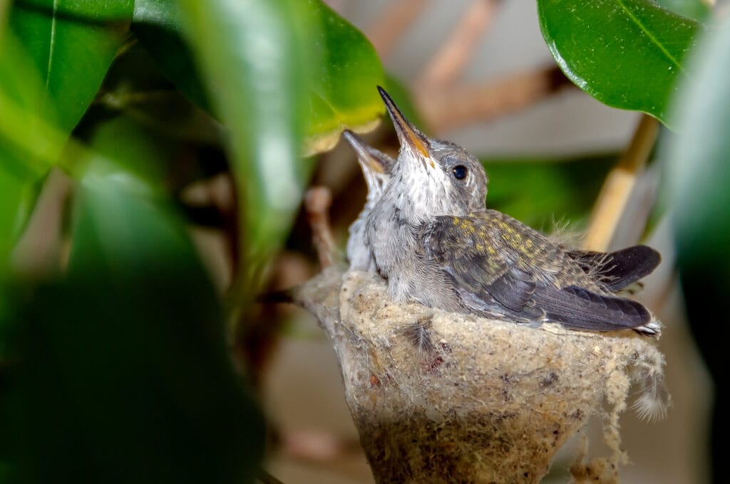 fledgling hummingbirds