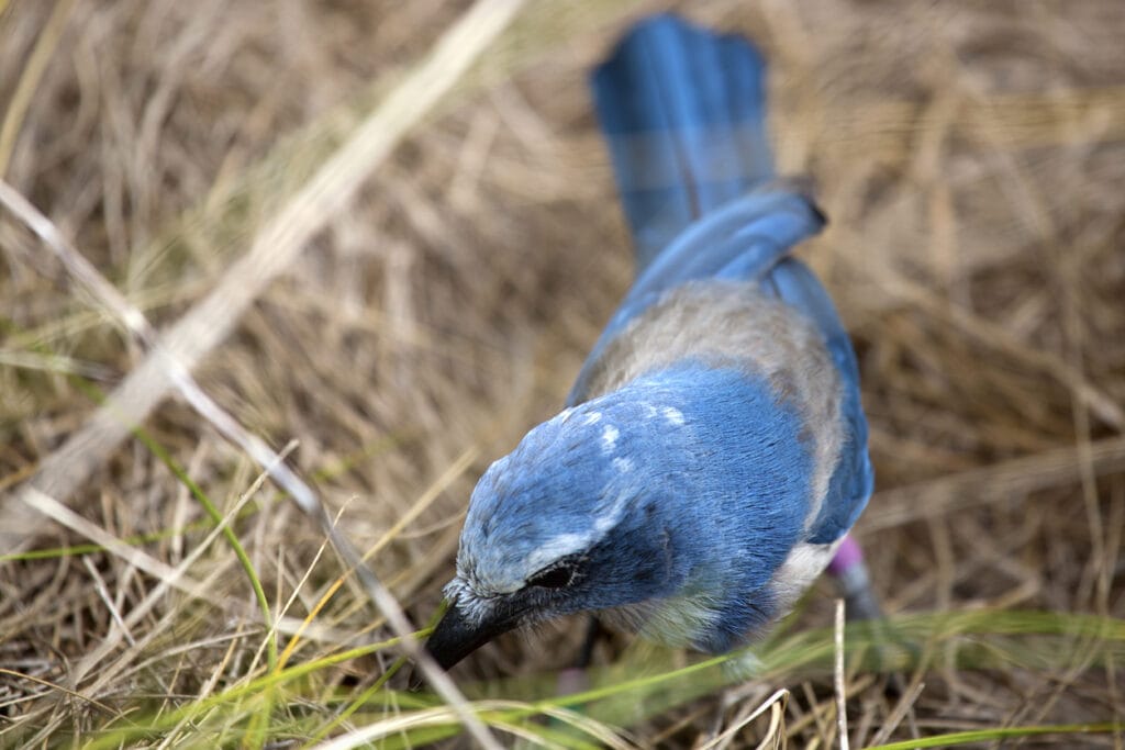 florida scrub jay foraging