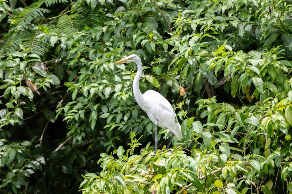 great egret in a tree