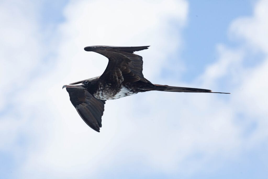 great frigate bird