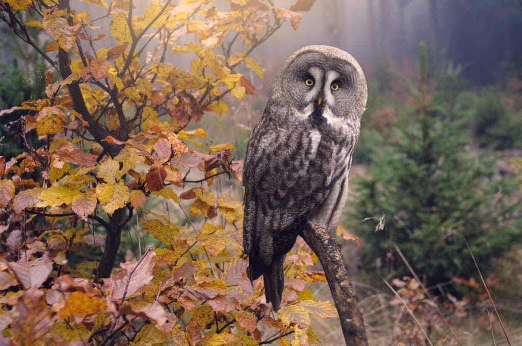 Great grey owl