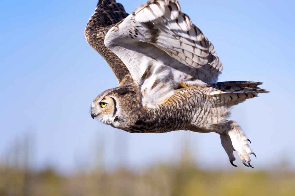 great horned owl flying