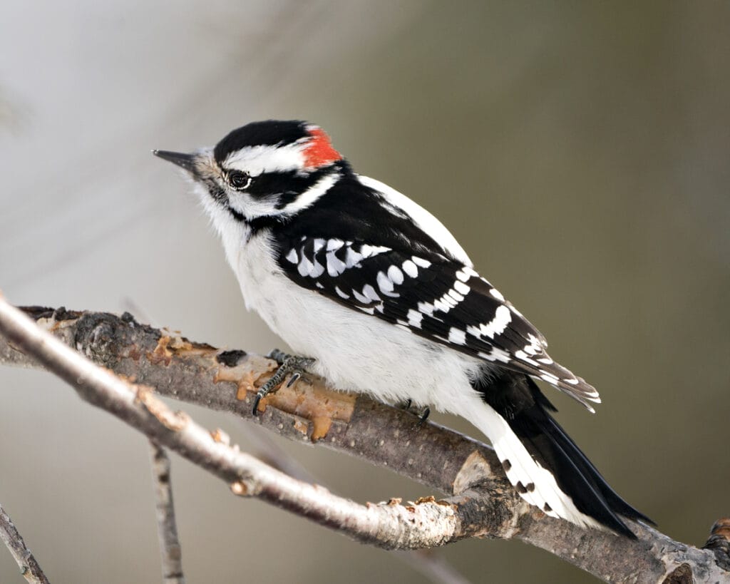 hairy woodpecker on a branch