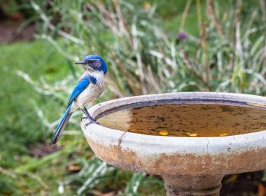 how to keep a bird bath from freezing
