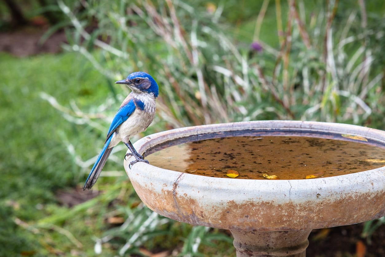 how to keep a bird bath from freezing