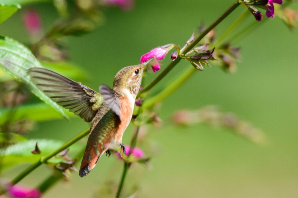 hummingbird feeding