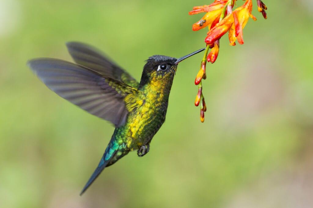 hummingbird hovering