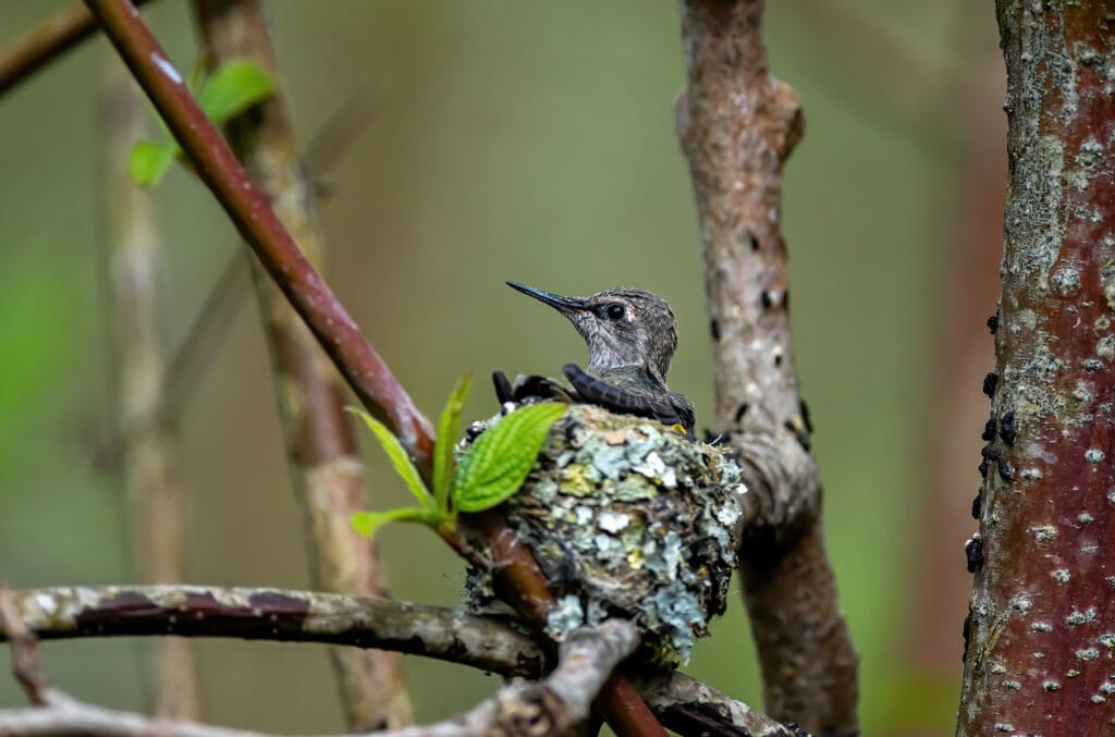 hummingbird in a nest