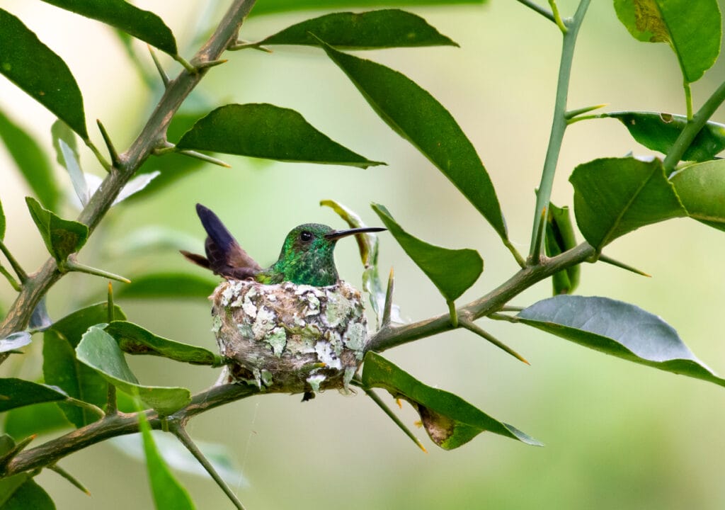 hummingbird in a nest