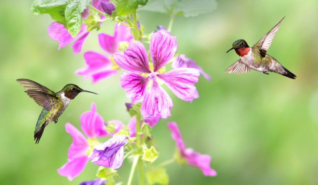hummingbirds in a garden