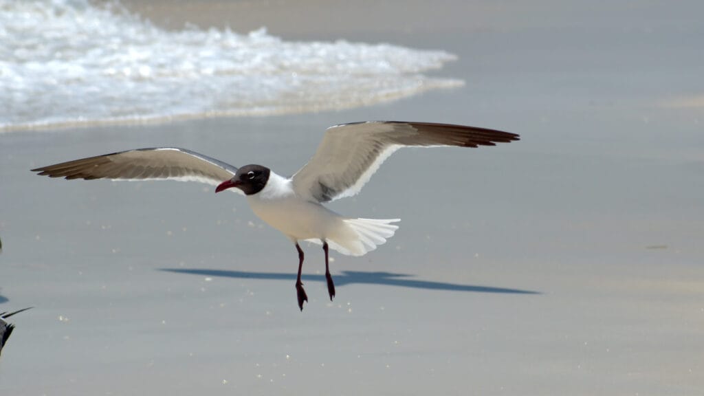 laughing gull flying