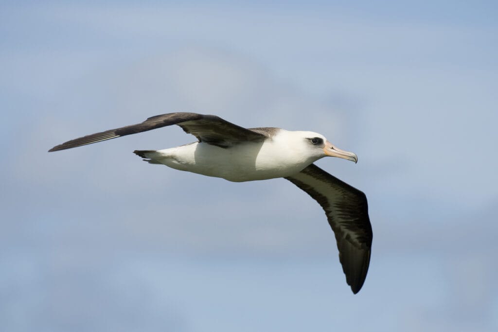 laysan albatross flying