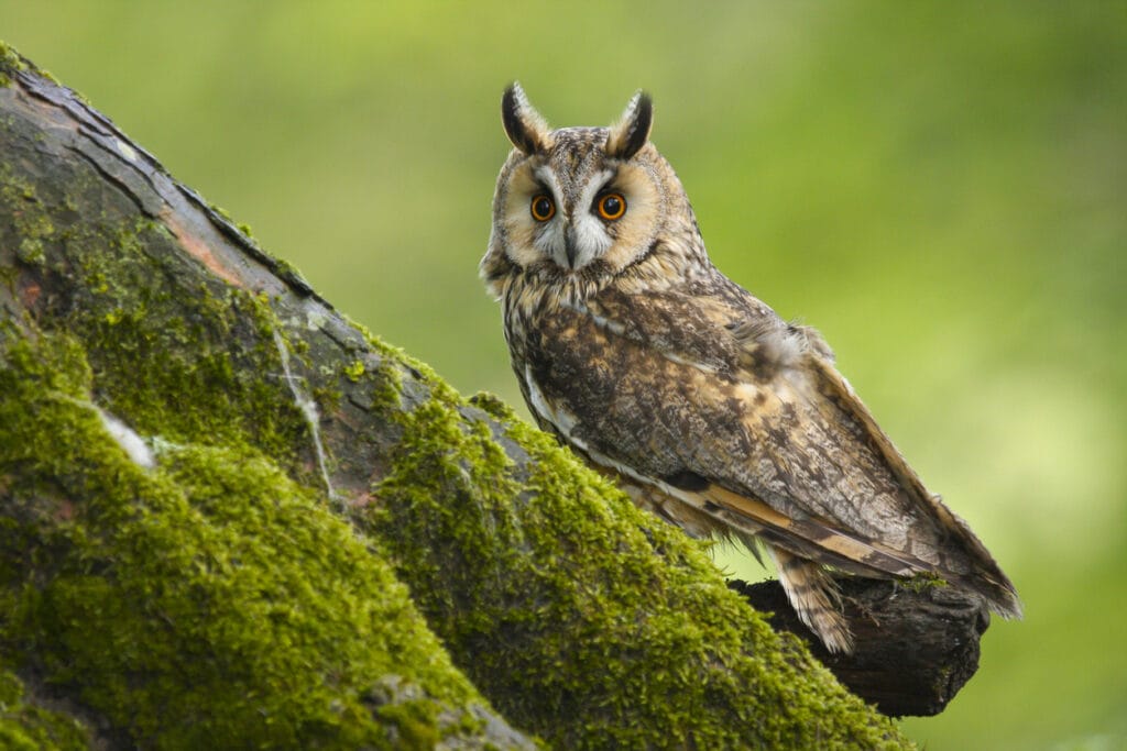 long eared owl in michigan