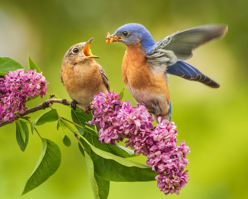 eastern bluebirds