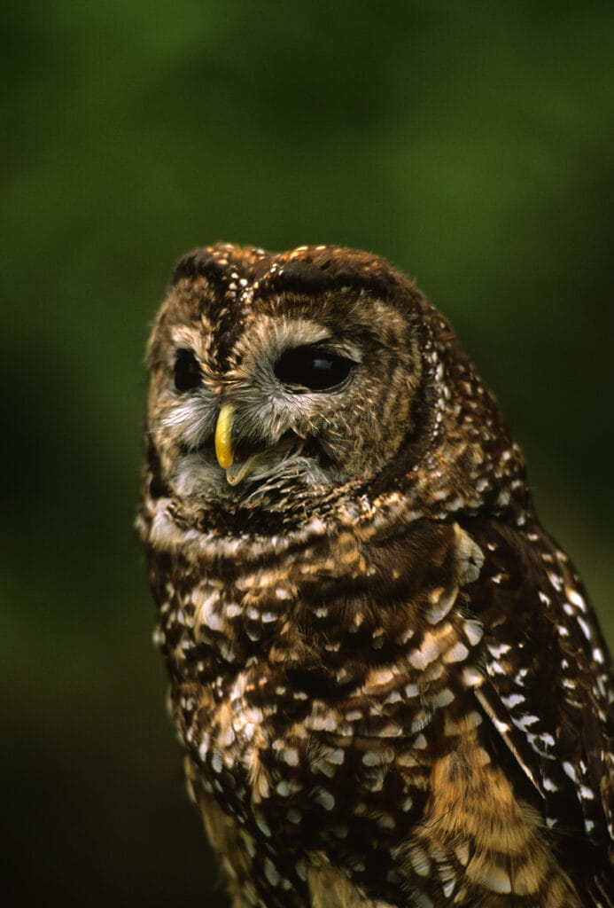 mexican spotted owl