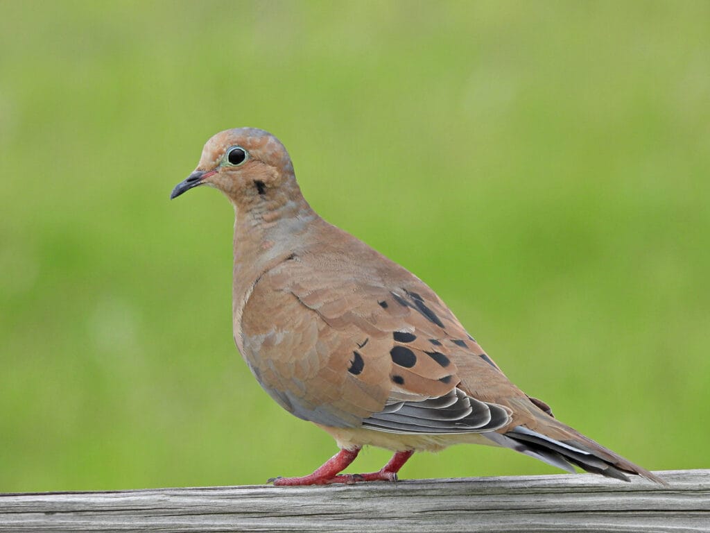 mourning dove on a railing